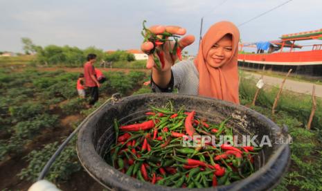 Petani memanen Cabai merah di kebun miliknya di desa Pabean udik, Indramayu, Jawa Barat, jelang akhir April lalu. Menurut petani, sejak dua pekan terakhir harga cabai merah mengalami penurunan dari harga Rp 45 ribu menjadi Rp 15 ribu per kilogram akibat berkurangnya permintaan pasar.