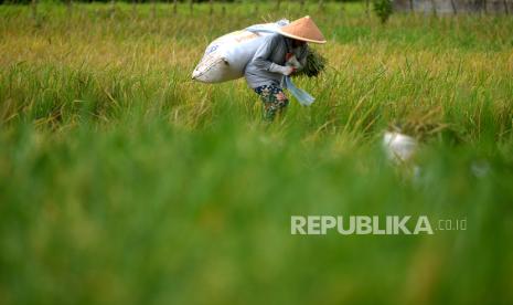 Petani membawa hasil panen padi di persawahan kawasan Minggir, Sleman, Yogyakarta, Selasa (5/12/2023). 