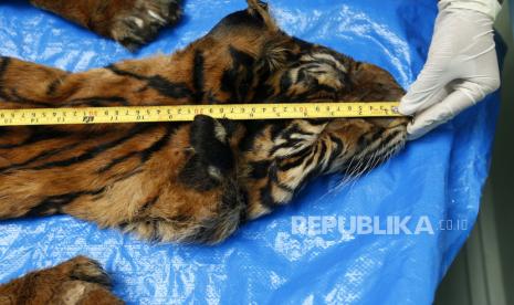 Dokter Balai Konservasi Sumber Daya Alam (BKSDA) Aceh mengidentifikasi harimau Sumatra (Panthera trigis Sumatrae).