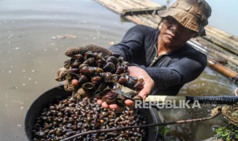 Warga menunjukkan keong sawah atau tutut (Pila ampullacea) di Situ Cikaret, Kabupaten Bogor, Jawa Barat, Senin (8/11/2021). Keong sawah yang biasa ditemukan di daerah pesawahan atau situ ini memiliki kandungan mineral dan protein yang cukup tinggi serta merupakan bahan olahan makanan tradisional khas Jawa Barat, dan dijual dengan harga Rp10.000 per kilogram. 