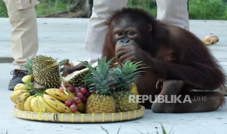 Orang utan Kalimantan (Pongo Pygmaeus) bernama Nadia memakan buah-buahan yang diberikan petugas saat pertunjukan satwa di Solo Safari, Kota Solo, Jawa Tengah, Jumat (9/6/2023). Kegiatan tersebut digelar untuk merayakan HUT ke-6 orang utan Nadia koleksi Solo Safari.   