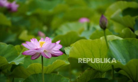 Kisah Istri Terakhir Nabi Muhammad: Keutamaan Ummul Mukminin Sayyidah Maimunah