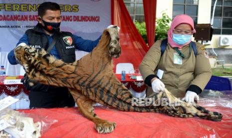 Kulit harimau sumatera (Panthera tigris sumatrea) 