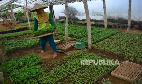 Bibit tanaman, (ilustrasi).  Kesadaran warga untuk mencegah penularan penyakit tanaman melalui proses karantina, dinilai semakin baik. 