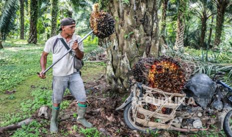 Seorang pekerja memuat buah sawit yang baru dipanen ke sepeda motornya di perkebunan kelapa sawit, 15 Maret 2022 (ilustrasi). Pemerintah Kabupaten Bangka Tengah, Provinsi Kepulauan Bangka Belitung, melakukan peremajaan seluas 79,1 hektare kebun sawit masyarakat, sebagai realisasi dari program peremajaan sawit rakyat (PSR).