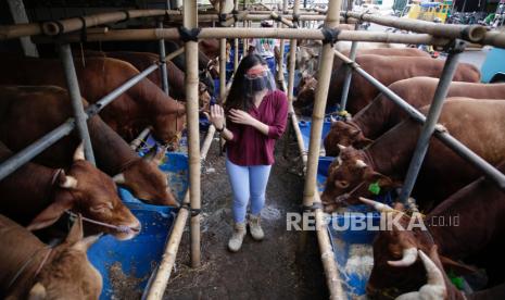 SPG memakai alat pelindung melihat kondisi sapi-sapi yang dijual untuk Qurban di Mall Hewan Qurban, Depok