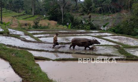 Petani membajak sawah menggunakan kerbau saat memasuki masa tanam padi di area persawahan Desa Mengesta, Tabanan, Bali, Kamis (31/8/2023). Petani padi di Kabupaten Tabanan, Bali, pada musim kemarau menerapkan sistem gilir air sebagai upaya menyikapi menurunnya debit air pengairan sehingga lahan pertanian tetap bisa berproduksi. 