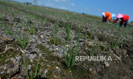 Petani menanam bibit bawang merah di lahan persawahan Srikayangan, Sentolo, Kulon Progo, Yogyakarta, Kamis (18/8/2022) (ilustrasi). Petani lahan pesisir di Desa Banaran, Kabupaten Kulon Progo, Daerah Istimewa Yogyakarta (DIY), panen raya bawang merah seluas 20 hektare dengan harga di tingkat petani sebesar Rp 20 juta sampai Rp 30 juta per meter persegi.