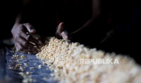 Pengrajin tempe beraktivitas di salah satu Sentra Produksi Tempe, Utan Panjang, Jakarta, Ahad (3/1). Sebagai bentuk protes melonjakanya harga kedelai impor yang mencapai Rp 9.500 per kilogram dari harga normal Rp7.200 per kilogram, Sejumlah produsen tahu dan tempe di Jabodetabek menggelar aksi mogok dagang pada 1 s/d 3 Januari 2021. Mereka meminta pemerintah untuk membuat skema tata niaga kedelai yang saling menguntungkan demi menjaga stabilitas harga untuk kenyamanan pelaku UKM tersebut yang jumlahnya cukup besar.Prayogi/Republika.