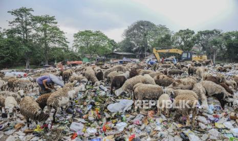 Sejumlah ternak kambing mengais makanan di TPA Dengung, Lebak, Banten, Sabtu (4/10/2023). Pemerintah Kabupaten Lebak berencana membangun tempat pemrosesan akhir sampah (TPAS) regional pertama di Banten dengan luas lahan mencapai 25 hektar di Dengung, guna menampung limbah bahan beracun dan berbahaya (B3) se-Provinsi Banten. 