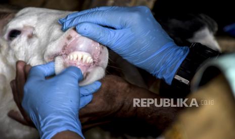 Sejumlah asosiasi peternak di Lampung meminta penambahan stok obat bagi ternak yang terpapar penyakit mulut dan kuku (PMK) di daerahnya.