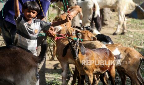 Seorang anak menemani orang tuanya menggelar dagangan kambing di pusat penjualan hewan kurban. 