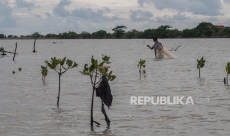 Warga menjala ikan di sekitar bibit mangrove (ilustrasi). PT Timah Tbk telah menanam 34.050 batang manggrove di sepanjang pesisir pantai Provinsi Kepulauan Bangka Belitung. 