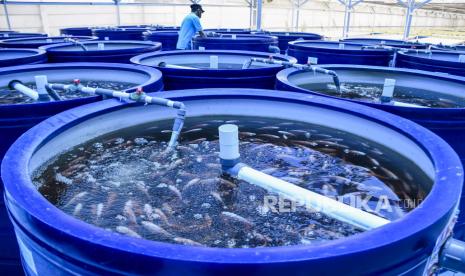 Pekerja merawat tangki budi daya ikan nila di Ndarufarm, Batujajar, Kabupaten Bandung Barat, Senin (9/11). Budi daya ikan, udang dan sayuran yang menggunakan metode Recirculation Aquaculture System (RAS) Aquaponik tersebut merupakan inovasi untuk memaksimalkan fungsi air dan ruang sebagai media pemeliharaan. Dalam sekali panen, tempat budi daya tersebut mampu menghasilkan 2,8 ton ikan dan 80 kilogram sayuran serta dipasarkan ke sejumlah pasar di Pulau Jawa. Foto: Abdan Syakura/Republika