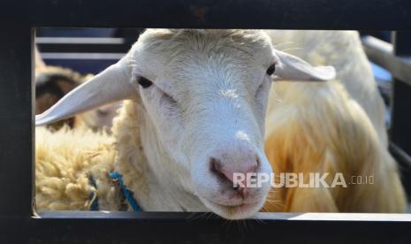 Para nabi pernah menggembala kambing semasa hidupnya. Ilustrasi kambing