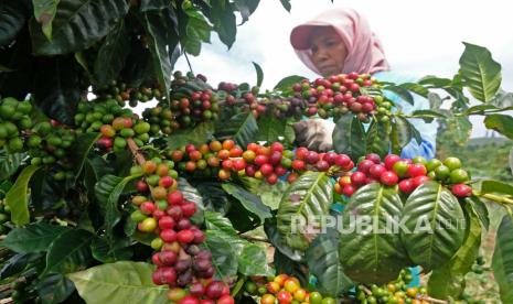 Petani memanen kopi. Ilustrasi