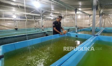 Penternak Bibit Ikan Patin di Bekasi Ahmad Kasih sedangkan mengelola kolam pengembangan ikan.  