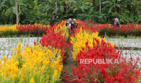 Pengunjung berfoto di Agro Wisata Tamansuruh, Banyuwangi, Jawa Timur