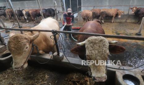 Pekerja membersihkan sapi di tempat penggemukan sapi di Desa Sukoanyar, Kediri, Jawa Timur, Kamis (10/3/2022). Menurut data dari Dinas Ketahanan Pangan dan Peternakan daerah setempat, Kabupaten Kediri populasi sapi di Kediri sebanyak 233 ribu ekor dengan 9 ribu ekor diantaranya siap potong sehingga menjadikan Kediri sebagai salah satu pemasok kebutuhan daging sapi nasional. 