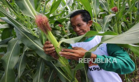 Petani memanen jagung di Bima, NTB, Rabu (26/7/2023). 