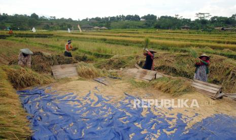 Sejumlah petani merontokkan bulir padi saat panen raya padi organik di lahan persawahan Kampung Tematik Mulyaharja, Kota Bogor, Jawa Barat, Jumat (7/1/2022). Panen raya padi organik sebanyak delapan ton tersebut sekaligus dikembangkan menjadi destinasi wisata alam dan edukasi kebanggaan Kota Bogor. 