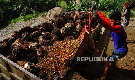 Pekerja menyusun tandan buah segar (TBS) kelapa sawit ke atas mobil di Tarailu, Mamuju, Sulawesi Barat, Ahad (23/05/2021). Perkumpulan Forum Kelapa Sawit Jaya Indonesia (Popsi) mengungkapkan, para petani yang berusaha mengikuti program peremajaan sawit rakyat (PSR) menemui banyak kendala. 