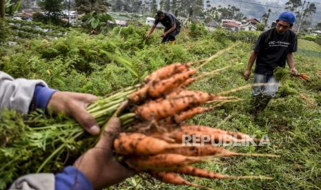 Riau Dorong Santri di 257 Pesantren Menjadi Wirausahawan. Ilustrasi santri memanen sayuran.