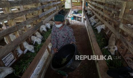 Mantan warga binaan lapas kelas IIB Batang, Suwarno memberi makan ternak domba di Bandit Farm 033, Desa Wonomerto, Bandar, Kabupaten Batang, Jawa Tengah, Ahad (30/1/2022). Usai menjalani hukuman penjara selama 3 tahun 6 bulan, mantan warga binaan itu dipercaya mengelola ternak domba milik anggota Majelis Darut Taubah Lapas karena berkelakuan baik selama menjalani masa hukuman, dengan jumlah domba sebanyak 39 ekor. 