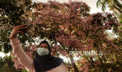 Warga berswafoto dengan latar belakang bunga tabebuya di Alun-alun Kabupaten Jombang, Jawa Timur, Rabu (8/9/2021). Tabebuya yang bermekaran di kawasan tersebut menjadi daya tarik bagi masyarakat untuk berswafoto mengabadikan bunga-bunga tersebut. 