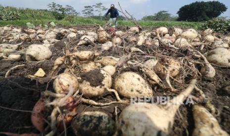 Petani memanen ubi jalar di area persawahan Desa Tempurejo, Kediri, Jawa Timur, Rabu (30/6/2021). Menteri Pertanian dan Pembangunan Pedesaan Israel, Oded Forer telah menolak impor ubi jalar dari Gaza.