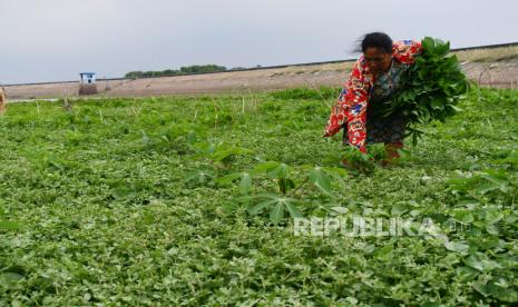 Petani memanen sayuran daun singkong.