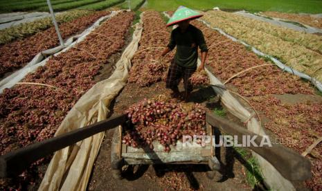 Pekerja mengangkut bawang merah usai proses penjemuran di sentra bawang merah Desa Padasugih, Brebes, Jawa Tengah. Kementerian Pertanian (Kementan) memastikan ketersediaan bawang merah dan cabai segar jelang puasa dan lebaran mendatang dalam kondisi aman. Kepastian ini disampaikan Dirjen Hortikultura, Prihasto Setyanto di Kantor Pusat Kementan, Jakarta Selatan. 