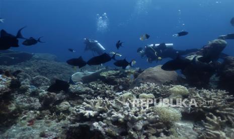 Wisata bahari di Wakatobi, Sulawesi Tenggara.