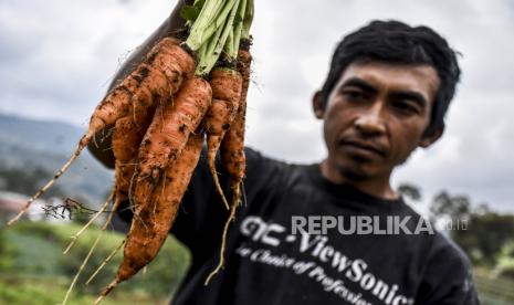 Santri memanen sayuran di area lahan pertanian Pondok Pesantren Al Ittifaq, Ciburial, Kecamatan Rancabali, Kabupaten Bandung, Senin (22/6). Pondok pesantren yang memiliki 126 produk pertanian dan peternakan tersebut menjadi pesantren percontohan (role model) di bidang agrobisnis untuk program One Pesantren One Product atau Satu Pesantren Satu Produk. (foro ilustrasi) Pendidikan dan ekonomi termasuk ladang berjihad yang sangat penting.