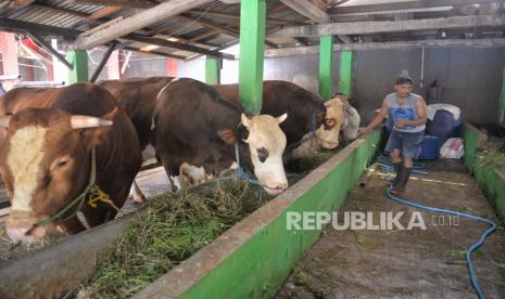 Pekerja memberi makan sapi. Di Batak Karo, ada makanan khas bernama trites yang bahan bakunya tebuat dari rumput yang ada di perut sapi.