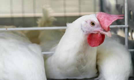 Ketahui Untung Rugi Ternak Ayam Broiler Kemitraan Berikut Ini