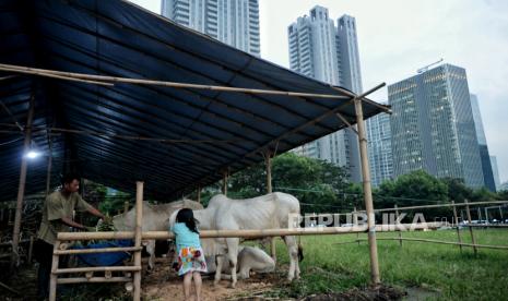 Peternak memberikan pakan hewan kurban di tempat penjualan hewan kurban di kawasan Kuningan, Jakarta. Pemkot Jakbar telah memeriksa kesehatan sebagai 2.790 ekor hewan kurban.