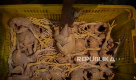 Harga ayam potong di pasar saat ini anjlok karena surplus.