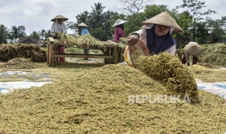 Petani merontokkan padi saat musim panen di Desa Imbanagara, Kabupaten Ciamis, Jawa Barat, Rabu (1/2/2023). Kementerian Pertanian (Kementan) menyebut, masih terdapat solusi untuk mengatasi kekurangan pupuk kimia dengan penggunaan pupuk organik.