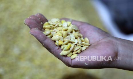 Seorang pekerja membuat tempe. Selain mengandung protein yang baik dikonsumsi manusia, limbah tempe juga bagus untuk tanaman.