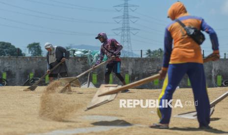 Pekerja menjemur gabah di Kasemen, Kota Serang, Banten, Kamis (2/1/2025). 