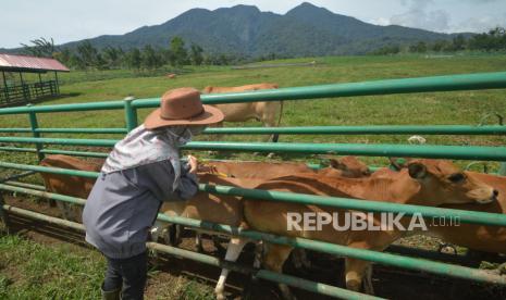 Petugas mengukur lingkar dada sapi 