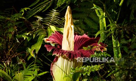 Bunga bangkai (ilustrasi). bunga bangkai raksasa dengan nama Latin amorphophallus titanum yang merupakan jenis bunga tertinggi dunia akan mekar di pekan ketiga April dengan tinggi mencapai 3,5 meter.