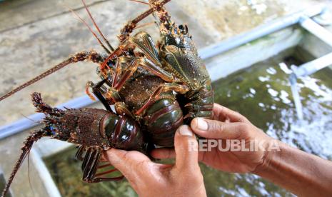 Pekerja menunjukkan lobster kualitas ekspor (ilustrasi).