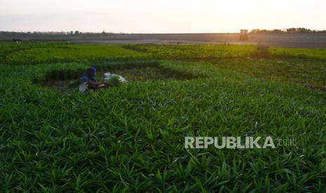 Pemanfaatan Areal Waduk Untuk Lahan Pertanian | Republika Online