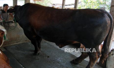 Peternak memeriksa kondisi sapi peliharaannya yang sudah dibeli Presiden Joko Widodo untuk kurban di Ciledug, Tangerang, Banten, Senin (27/7/2020). Sapi jenis Metal yang memiliki bobot mencapai 1,1 ton tersebut dibeli Presiden Joko Widodo dan rencananya akan diberikan ke panitia kurban Masjid Agung Al Bantani Banten pada hari Raya Idul Adha 1441 H. 