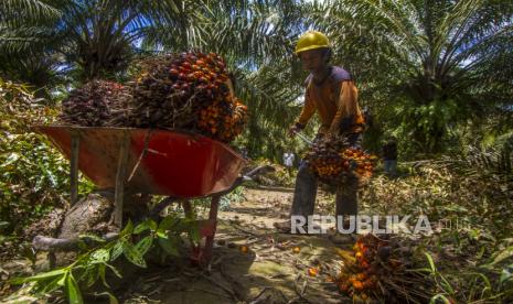 Pekerja memanen tandan buah segar sawit di kebun di Kecamatan Candi Laras Selatan, Kabupaten Tapin, Kalimantan Selatan, Kamis (11/11/2021). Kepala Dinas Penanaman Modal dan Pelayanan Terpadu Satu Pintu (PMPTS) Provinsi Kalimantan Selatan, Endri, menyampaikan, investasi masuk di provinsinya ditarget Rp 12,5 triliun pada 2023 oleh pemerintah pusat.