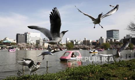 Burung camar terbang di dekat Kolam Shinobazu di Taman Ueno, Tokyo, Jepang, Senin (29/3/2020).