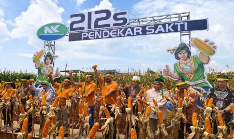 Jagung Bioteknologi NK Pendekar Sakti Mulai Dipasarkan, Memiliki Keunggulan Ganda