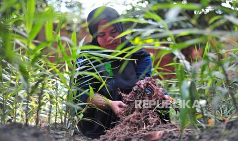 Petani memanen jahe merah (ilustrasi). Kementerian Koperasi dan UKM (Kemenkop) melalui Deputi Bidang Usaha Mikro bekerja sama dengan PT Bintang Toedjoe guna menciptakan program pengembangan. Sekaligus memperkuat rantai pasok komoditas pertanian di Indonesia.